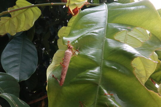 Red weaver ants (Oecophylla smaragdina) surrounding a bagworm larval case on a green leaf in a tropical garden.