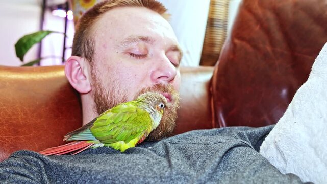 A man is relaxing on a couch with his eyes closed. A green parrot is perched on his chest, showing a calm moment in their home. The setting has warm light and soft furniture.