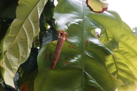 Red weaver ants (Oecophylla smaragdina) surrounding a bagworm larval case on a green leaf in a tropical garden.