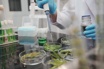Fototapeta premium Scientist in blue gloves uses a pipette on plant samples in dishes inside a laboratory, showing botanical research, testing, and biotechnology work.