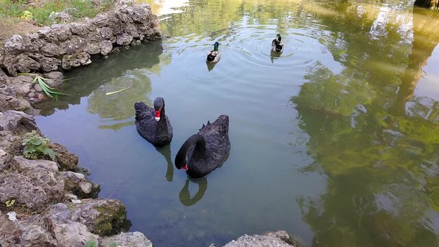 Black swans swimming peacefully in the lake of Madrid's Retiro Park