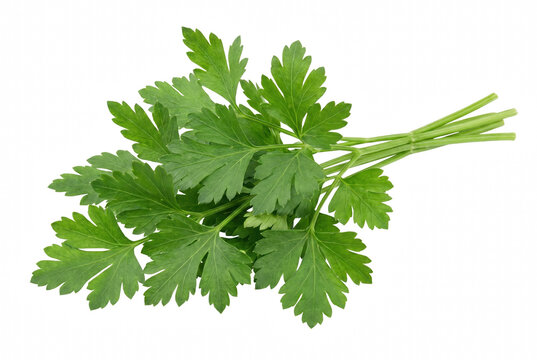 Fresh bunch of flat leaf Italian parsley leaves