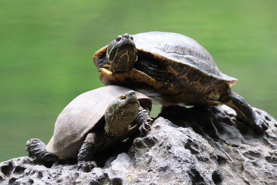 Two types of turtles on a rock in the pond