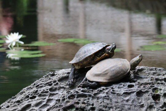 Two types of turtles and a water lily