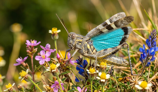 butterfly on a flower