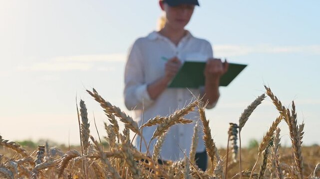 Woman writing in notebook within wheat field during sunset hours. Farmer concept supports crop monitoring, agricultural assessment processes and professional farm management communication