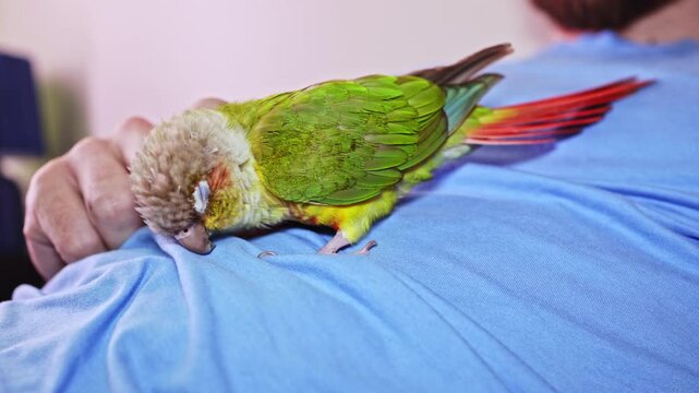 A green parrot is perched on a blue shirt as it interacts with its owner. The moment shows a casual setting inside a home in the afternoon light.