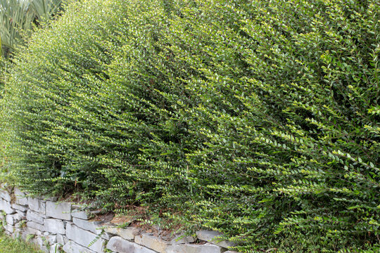 Dense Lonicera nitida shrubs cascading over a stone garden wall
