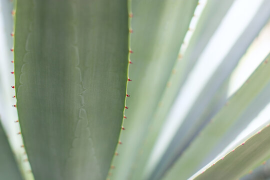 Sunlit blue green agave leaves with red spines and natural patterns