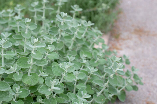 Pseudodictamnus mediterraneus false dittany shrub in Mediterranean garden
