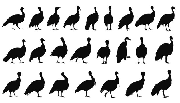 Turkeys depicted as a series of black silhouettes illustrate various postures and alignments suitable for seasonal design themes, no people, and provide significant white background copy space.