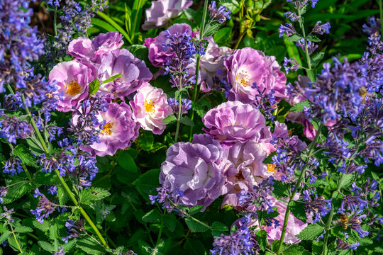 Close-up of purple and lilac semi-double roses with visible yellow stamens blooming amidst dense blue-purple catmint flowers with serrated green leaves captured in bright natural sunlight.