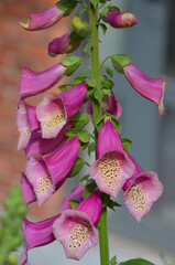 Digitalis purpurea or rasberry-pink foxglove (lady.s glove) flowering plant .Closeup ,outdoors stem with bell shape blooming flowers .Growing, planting, landscaping concept. © Mariana
