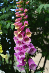 Digitalis purpurea , pink-rasberry foxglove or lady's glove plant blooming in summer garden. Growing, planting, landscaping concept. © Mariana