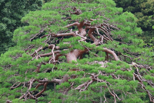 A single pine tree