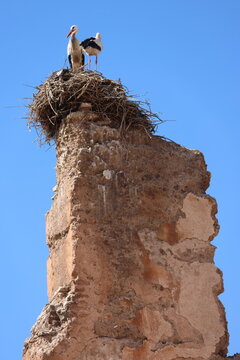 Nid de cigognes au palais El Badi&icirc; &agrave; Marrakech (Maroc, Maghreb, Afrique)