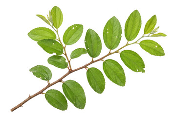 Fototapeta premium Vibrant green branch of a jujube tree with small thorns