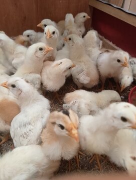 Group of Domestic Chicks in Warm Brooder Environment