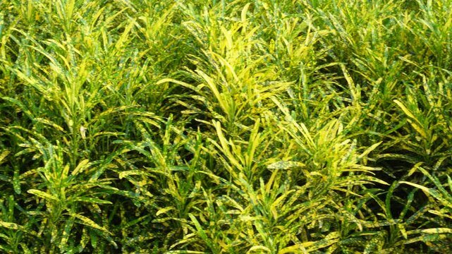 Golden dust croton plant glowing tropical foliage