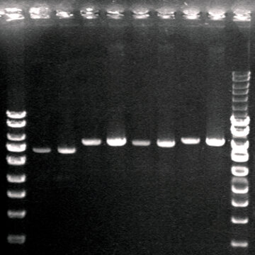 DNA fragments separated on an agarose gel containing Ethidium Bromide and visualised under UV light