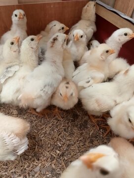 Baby Chicks with Developing Feathers in Farm Setup