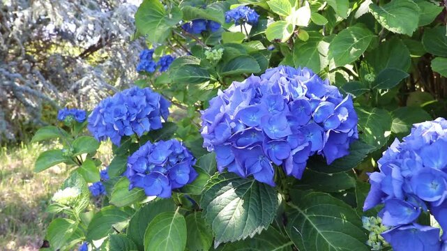 Blue Hydrangea macrophylla flower heads moving gently in the breeze as sunlight flickers through cedar trees. Tranquil garden scene filmed on a tripod.
