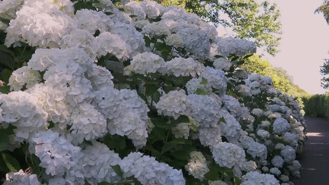 Abundant white Hydrangea macrophylla shrubs bordering an asphalt garden path. Flower heads sway gently in the breeze as sunlight flickers across the blooms.