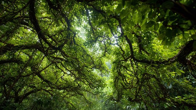 intertwined. Dense rainforest canopy with intertwined vines and filtered sunlight through lush foliage. travel magazines, destination branding, designed for travel destination branding.