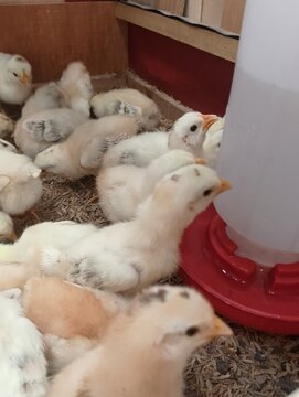 Growing Poultry Chicks in Indoor Farm Brooder