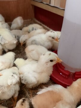 Healthy Young Chicks Near Automatic Water Dispenser
