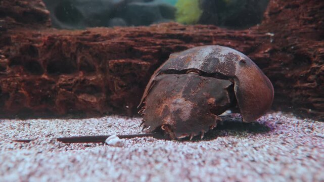 Horseshoe crab walking slowly across aquarium sand substrate underwater.