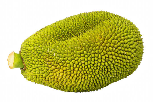 Whole Green Jackfruit with Prickly Skin Texture