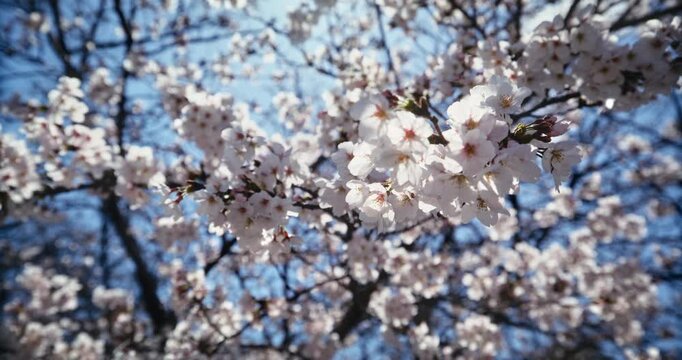 Spring Cherry Blossom Branches Against Blue Sky In Hiroshima, Japan - Steady Cam Shot