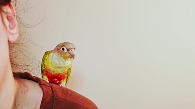 A person is making a funny face with their lips pursed while a parrot sits on their shoulder. The room has a simple wall and the scene is bright.