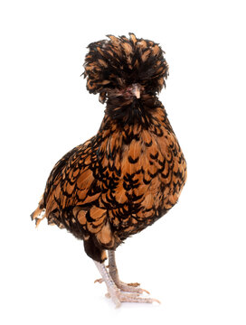 Padovana chicken in studio