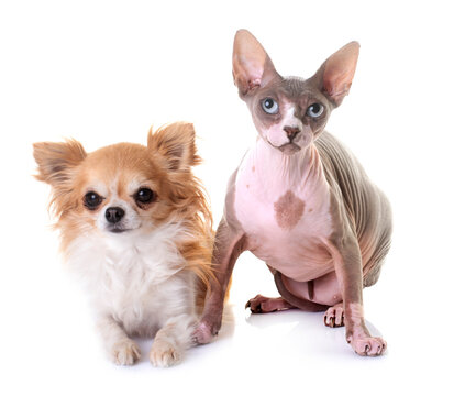 Sphynx cat and chihuahua in studio