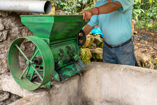 Traditional coffee processing depulper machine in rural plantation
