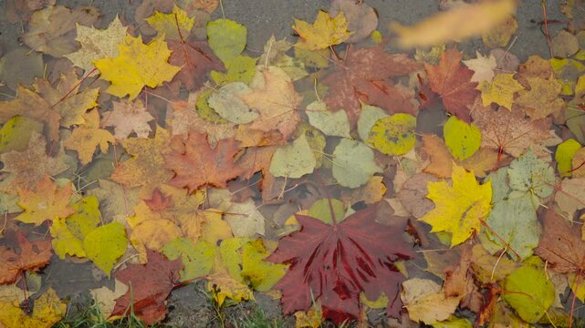 Background of multicolored leaves under thin layer of puddle water on autumn day. Yellow maple leaf falling into pile of already fallen leaves creating autumn mood.