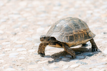 Obraz premium Tortoise moving across a sunny path filled with small pebbles, showcasing slow progress and determination in nature