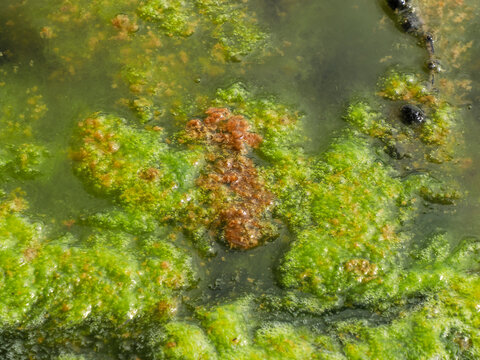 green algae bloom on a stagnant pond surface showing slimy mossy biofilm, bubbles and murky water. Natural aquatic growth conveys eutrophication, nutrient-driven bloom
