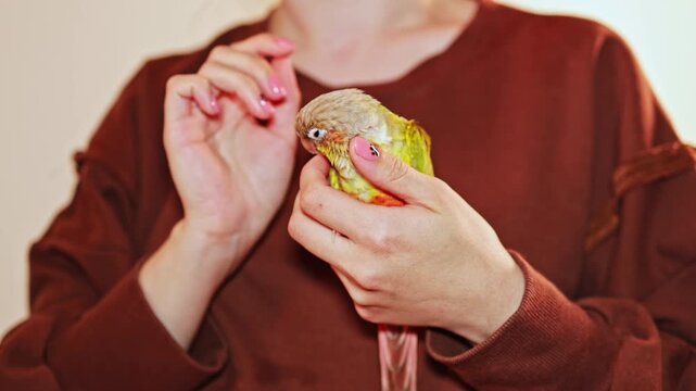A person in a brown sweatshirt holds a small green bird with yellow and red feathers. They are indoors and gently petting the bird on its head with a hand.