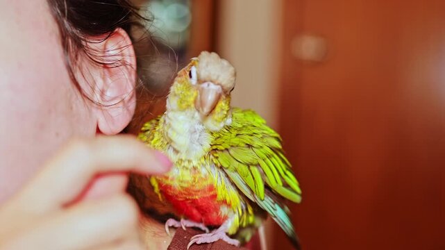A small green and yellow bird rests on a person's shoulder. The person uses a finger to stroke the bird's head. The room has warm lighting and wooden furniture in the background.