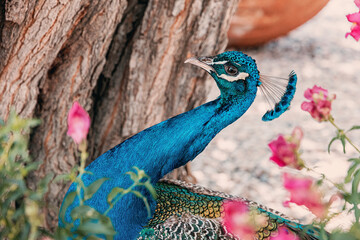 Obraz premium Elegant blue peacock with a crown of feathers, looking right. A tree trunk and pink flowers blur in the background