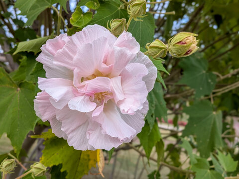 淡いピンク色の酔芙蓉の花