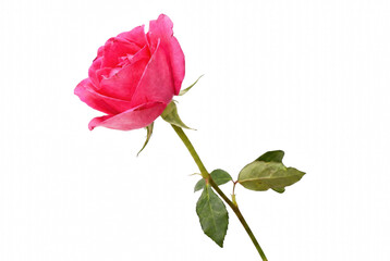 Obraz premium Vibrant Pink Rose with Green Stem and Leaves