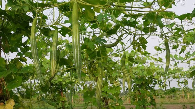 Snake gourd vines growing fresh in garden