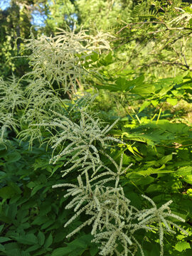 Blooming Aruncus dioicus Goat's Beard in Forest Sunlight