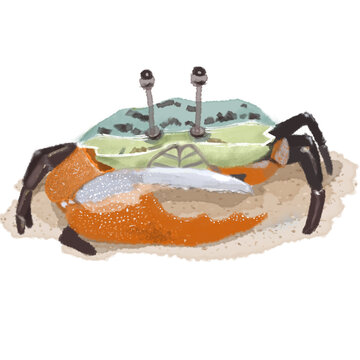 Fiddler crab