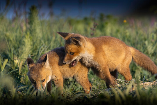 red fox cubs playing together in meadow