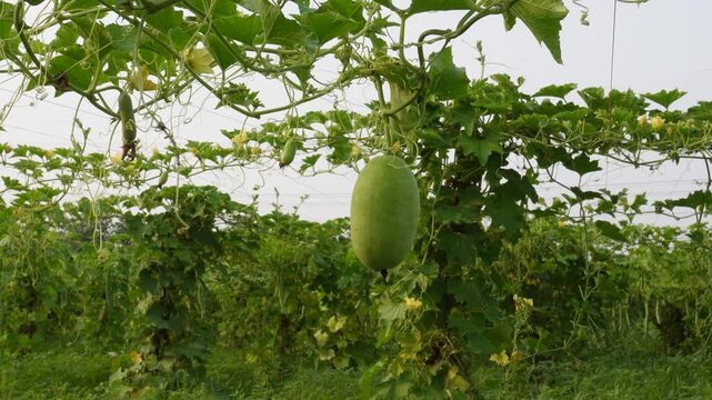 Green bottle gourd hanging on healthy vine